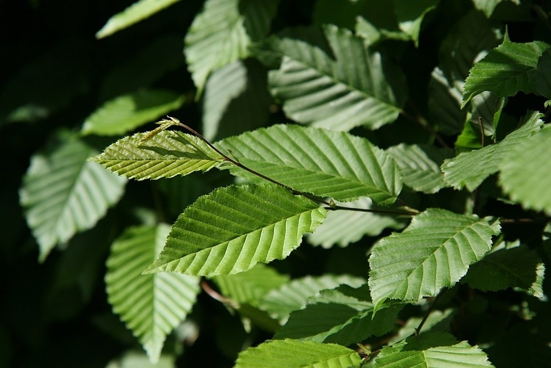 Beukenboom  - Carpinus betulus