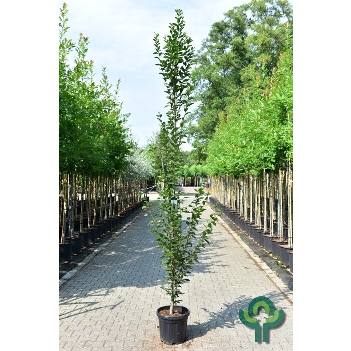 Haagbeuk zuilboom  - Carpinus betulus 'Fastigiata'