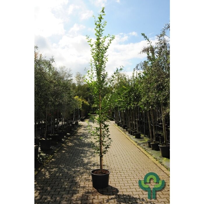 Haagbeuk zuilboom  - Carpinus betulus 'Fastigiata'