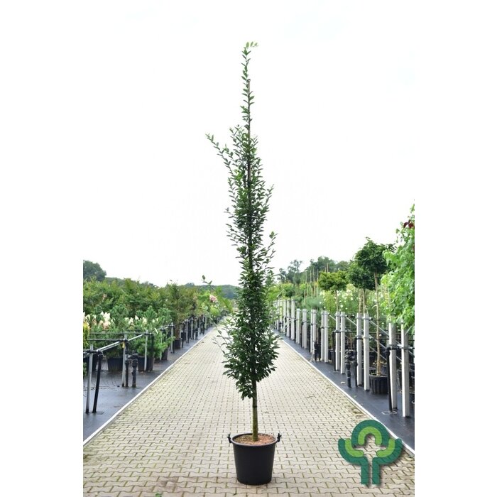 Haagbeuk zuilboom  - Carpinus betulus 'Fastigiata'