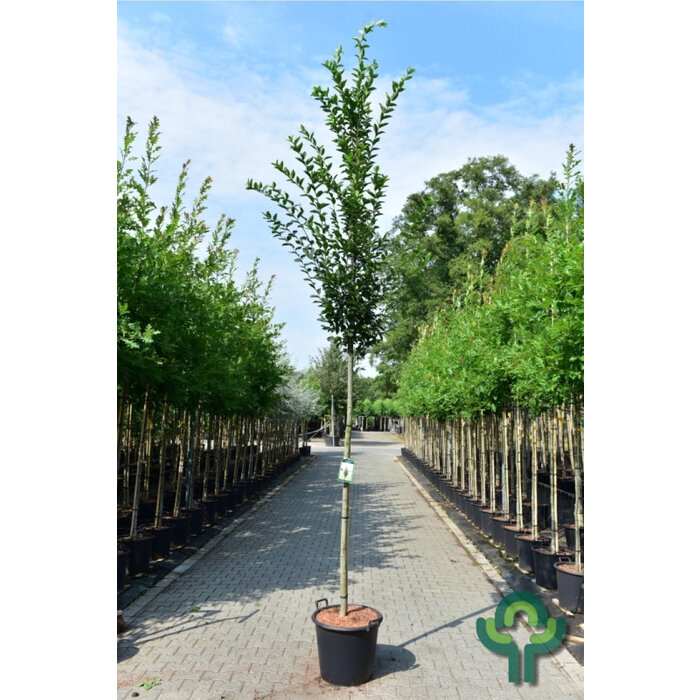 Haagbeuk - Carpinus betulus 'Fastigiata' op stam
