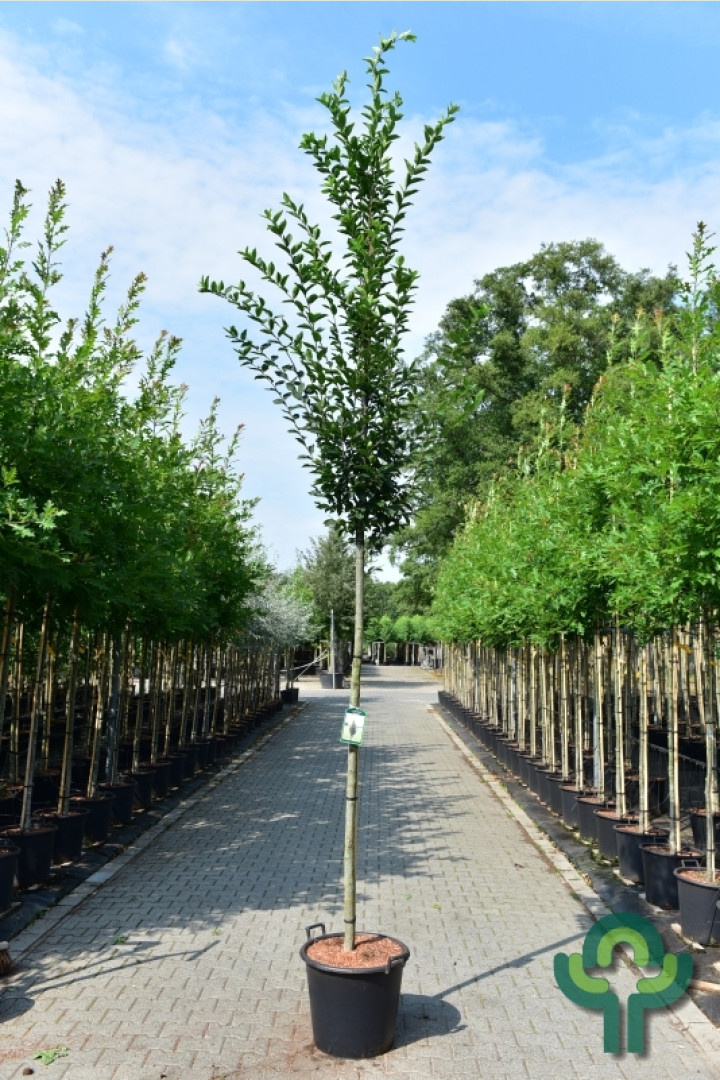 Haagbeuk - Carpinus betulus 'Fastigiata' op stam