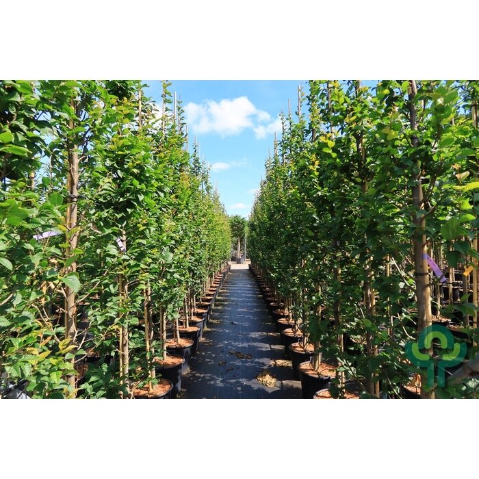 Haagbeuk - Carpinus betulus 'Lucas'