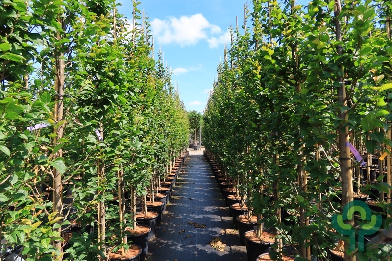 Haagbeuk - Carpinus betulus 'Lucas'