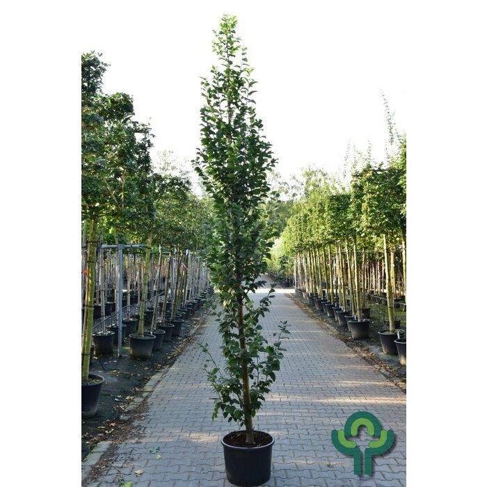 Haagbeuk - Carpinus betulus 'Lucas'