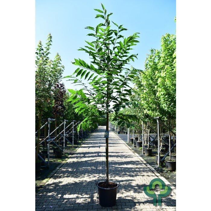 Tamme Kastanje - Castanea sativa