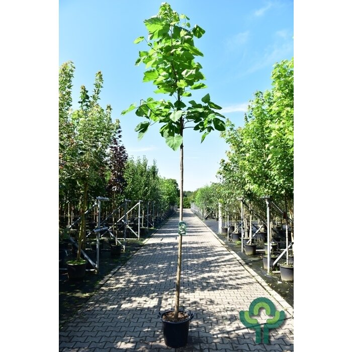Catalpa boom  - Catalpa bignonioides