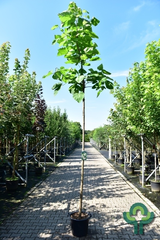 Catalpa boom  - Catalpa bignonioides
