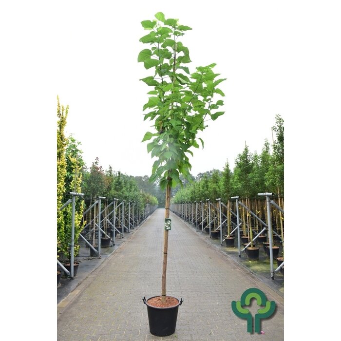 Catalpa boom  - Catalpa bignonioides