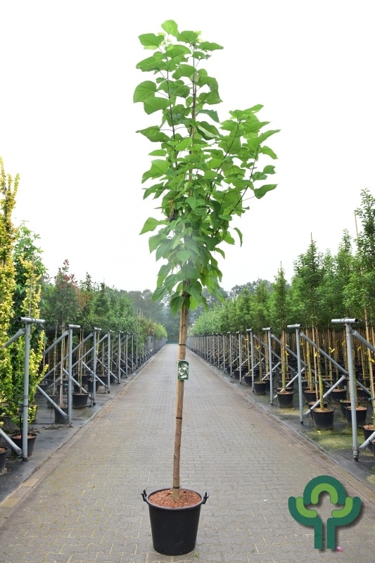 Catalpa boom  - Catalpa bignonioides