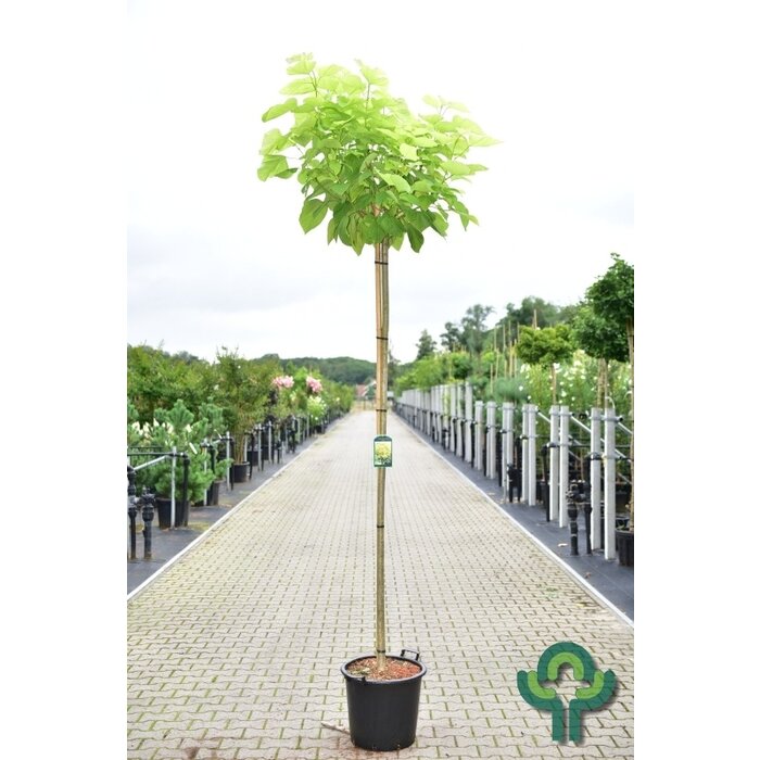 Gele Catalpa - Catalpa bignonioides 'Aurea'