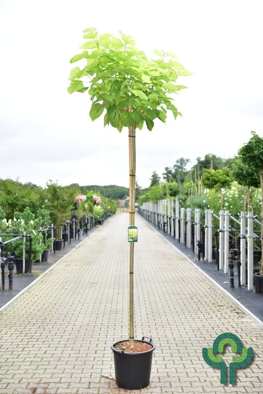 Gele Catalpa - Catalpa bignonioides 'Aurea'