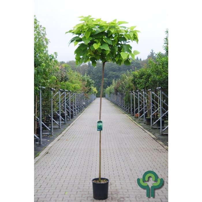 Gele Catalpa - Catalpa bignonioides 'Aurea'