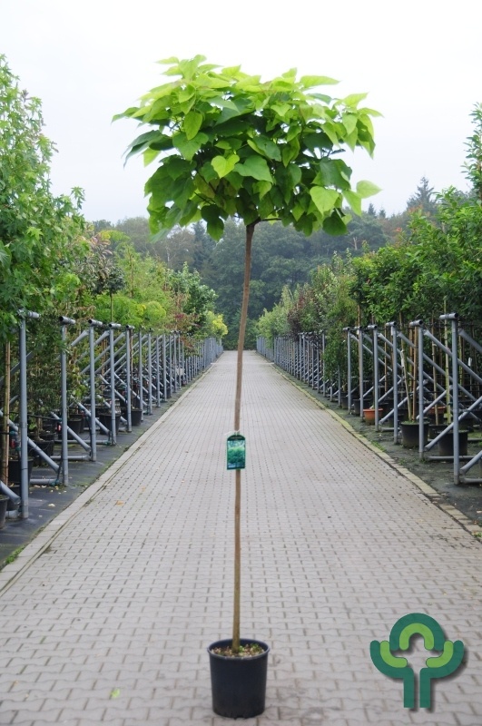 Gele Catalpa - Catalpa bignonioides 'Aurea'