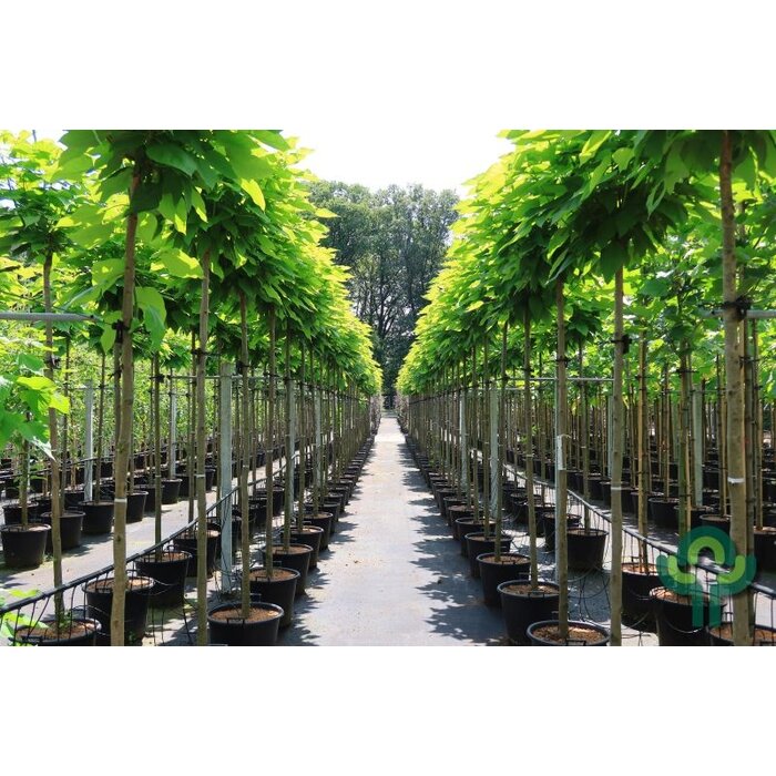 Gele Catalpa - Catalpa bignonioides 'Aurea'