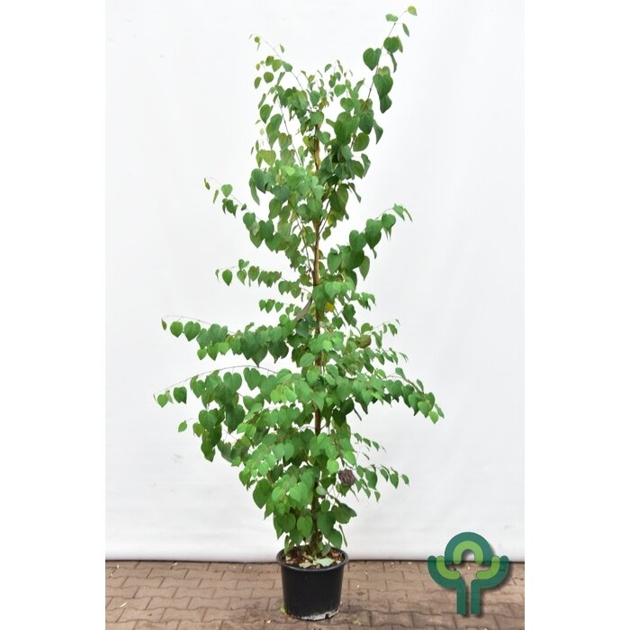 Katsuraboom - Cercidiphyllum japonicum