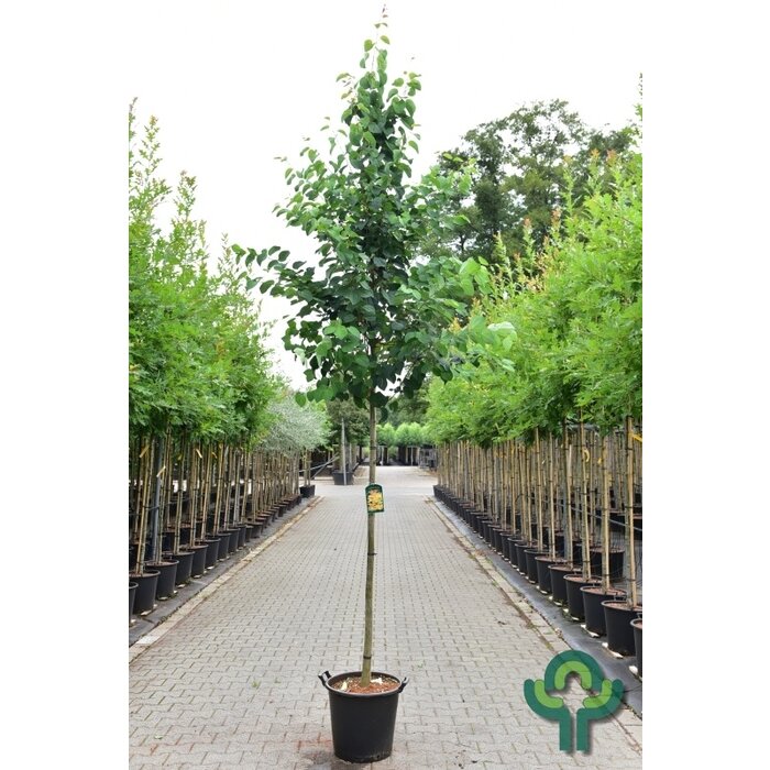 Katsuraboom - Cercidiphyllum japonicum