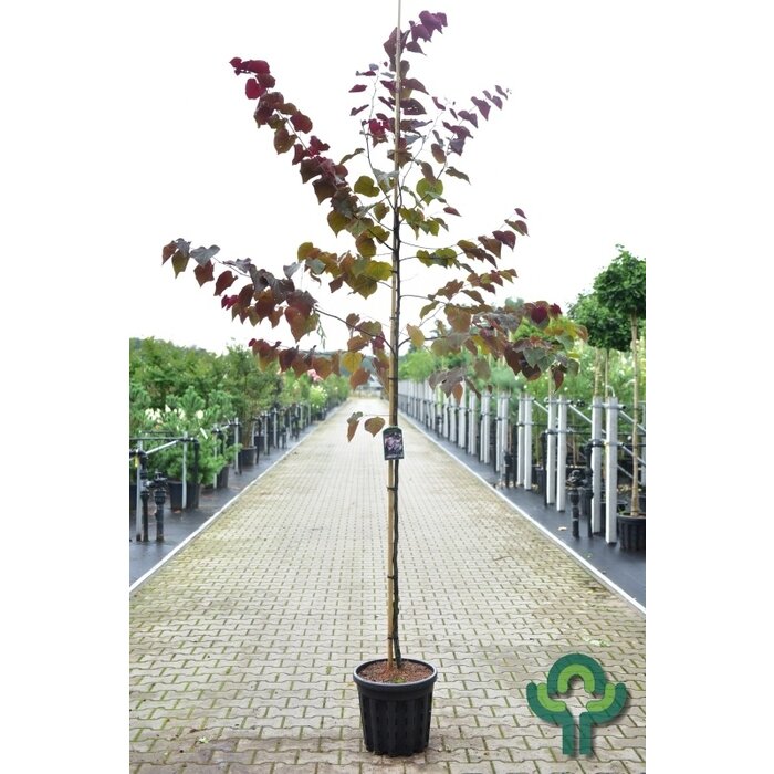 Amerikaanse Judasboom - Cercis canadensis 'Forest Pansy'