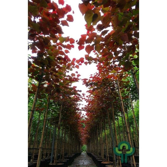 Amerikaanse Judasboom - Cercis canadensis 'Forest Pansy'