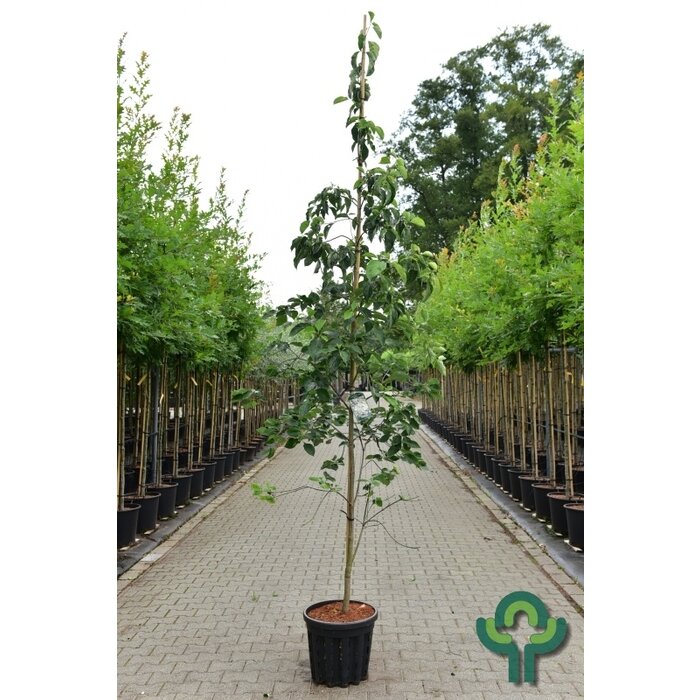 Kornoelje - Cornus 'Eddie's White Wonder'