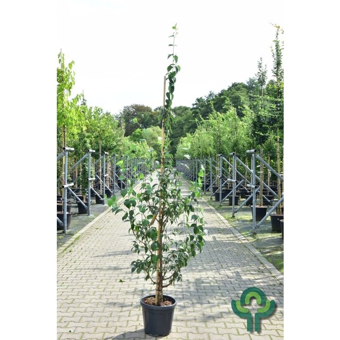 Kornoelje - Cornus officinalis 'Robin's Pride'