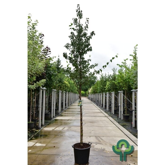 Kornoelje - Cornus officinalis 'Robin's Pride'