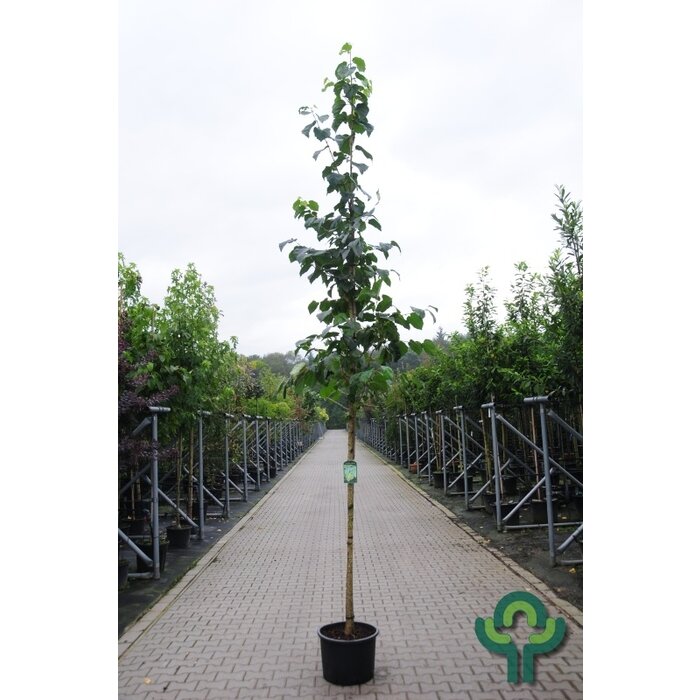 Hazelaar boom - Corylus colurna