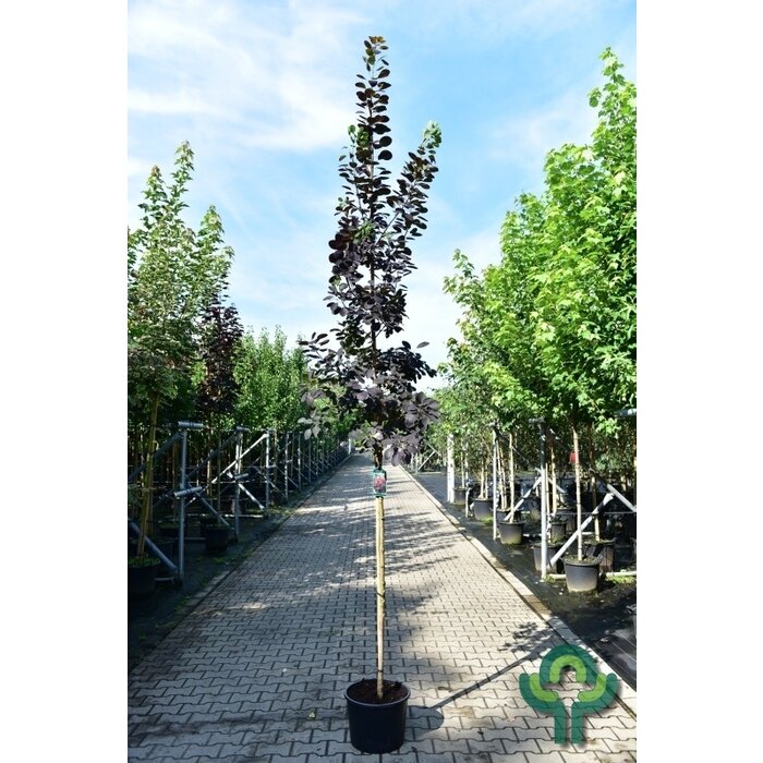 Pruikenboom  - Cotinus coggygria 'Royal Purple'