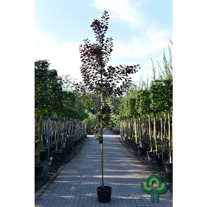 Pruikenboom  - Cotinus coggygria 'Royal Purple'