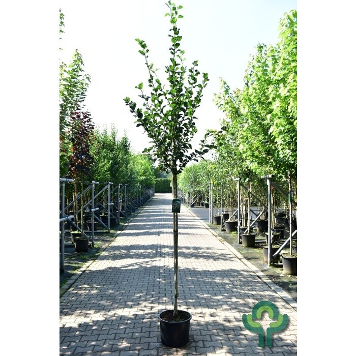 Meidoorn - Crataegus persimilis 'Splendens'