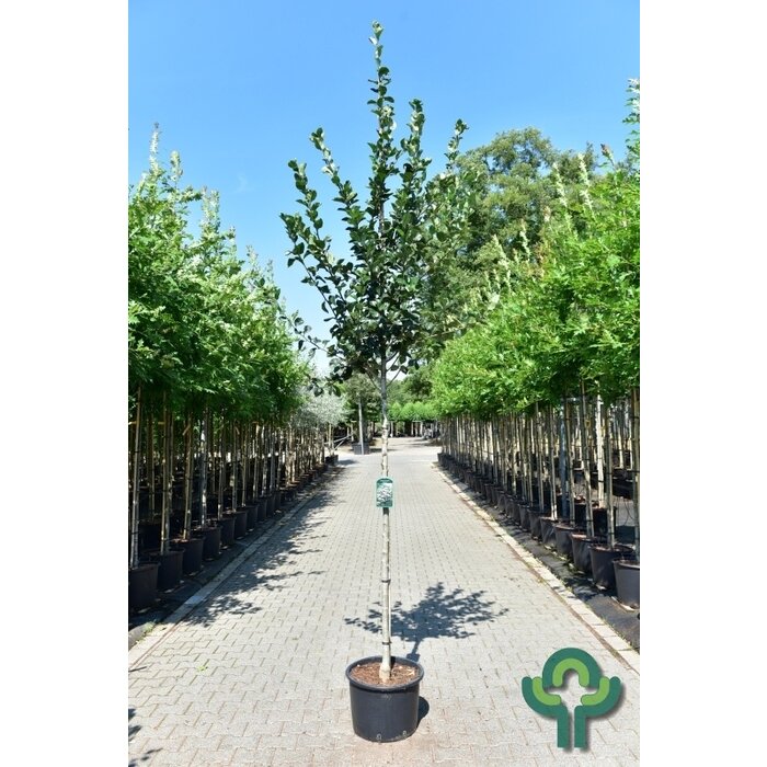 Meidoorn - Crataegus persimilis 'Splendens'