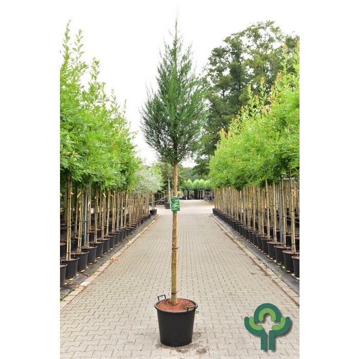 Bastaard cypres - Cupressocyparis leylandii 'Blue Jeans'