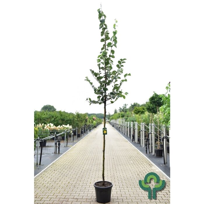 Kweepeer - Cydonia oblonga 'Vranja'