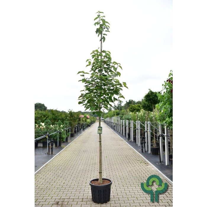 Zakdoekjesboom - Davidia involucrata vilmoriniana