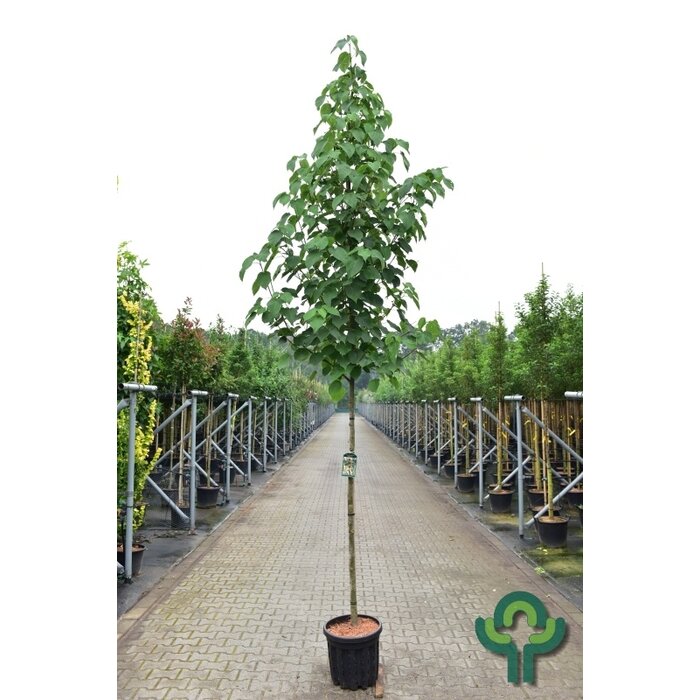 Zakdoekjesboom - Davidia involucrata vilmoriniana