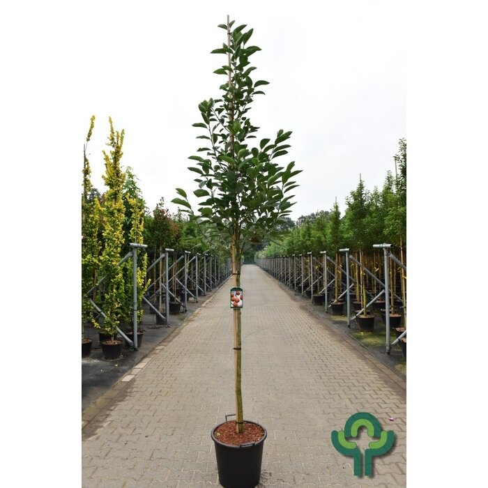 Dadelpruim - Diospyros 'Nikita's Gift'