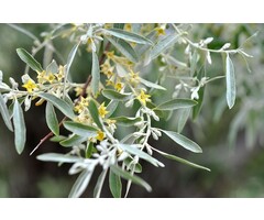 Smalle Olijfwilg - Elaeagnus angustifolia