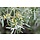 Smalle Olijfwilg - Elaeagnus angustifolia