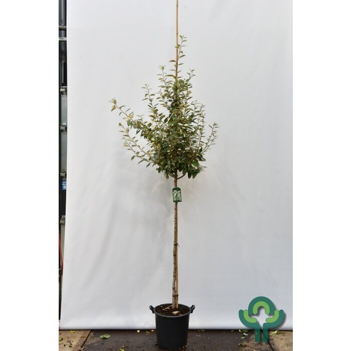 Olijfwilg (Boom) - Elaeagnus ebbingei