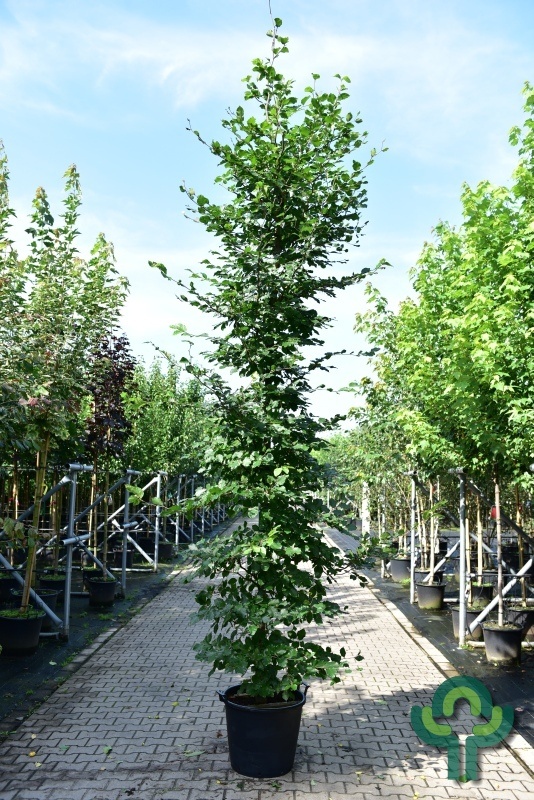 Groene Beukenboom - Fagus sylvatica