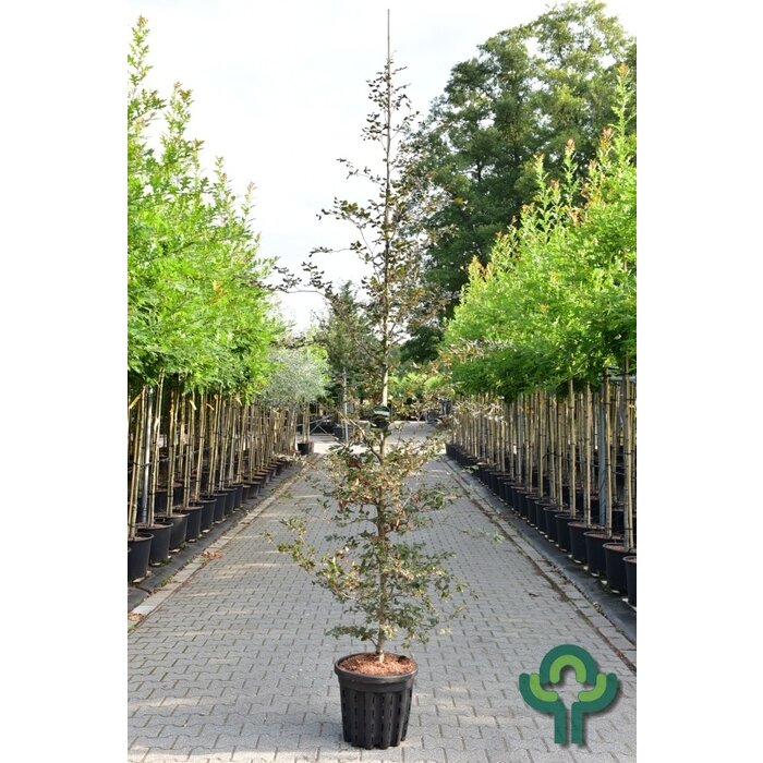 Rode beukenboom - Fagus sylvatica 'Atropunicea'