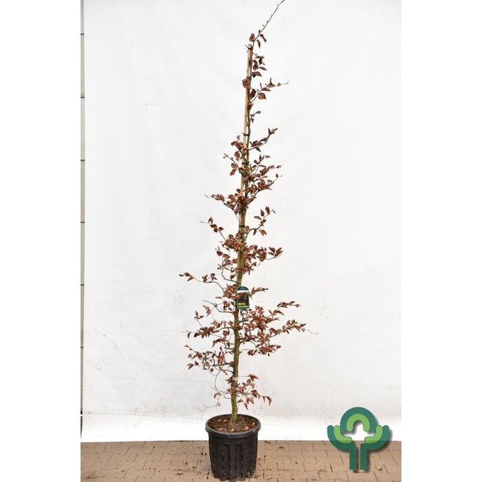 Rode beukenboom - Fagus sylvatica 'Atropunicea'