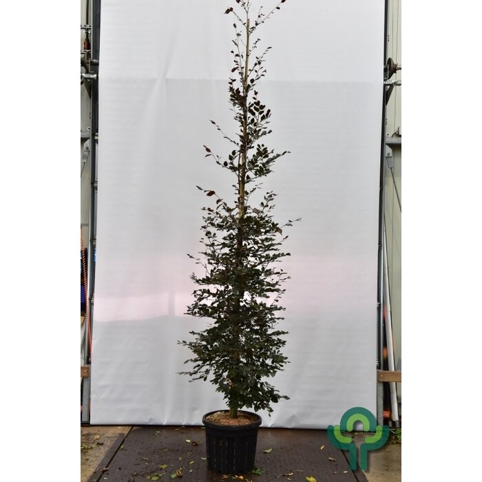 Rode beukenboom - Fagus sylvatica 'Atropunicea'