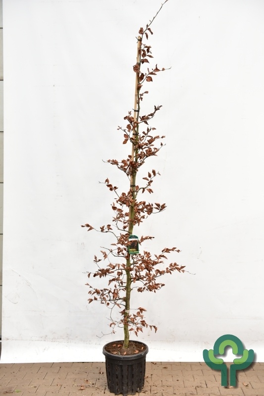 Groene Beukenboom - Fagus sylvatica