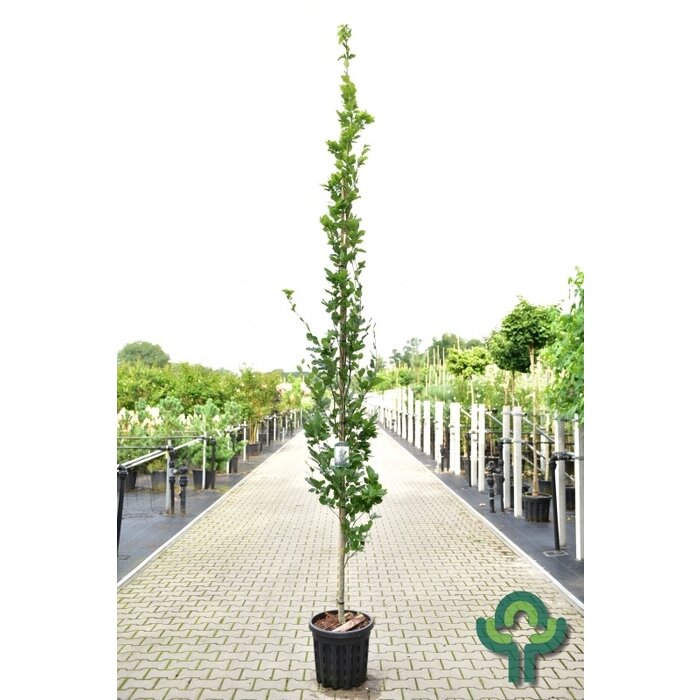 Zuilbeuk - Fagus sylvatica 'Dawyck'