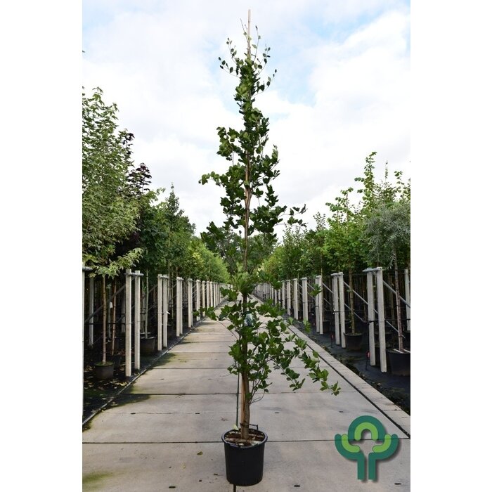 Zuilbeuk - Fagus sylvatica 'Dawyck'