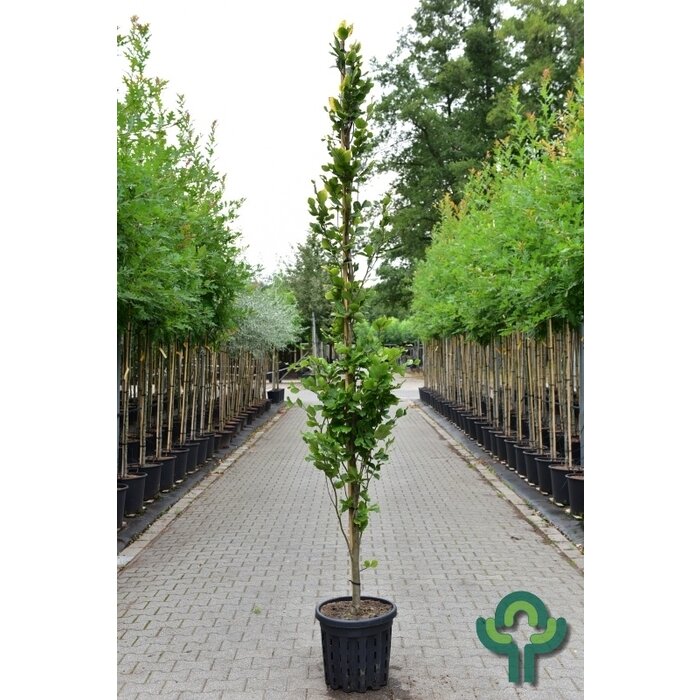 Gele zuilbeuk - Fagus sylvatica 'Dawyck Gold'