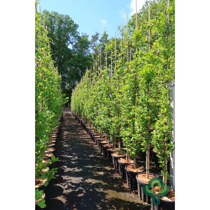 Gele zuilbeuk - Fagus sylvatica 'Dawyck Gold'