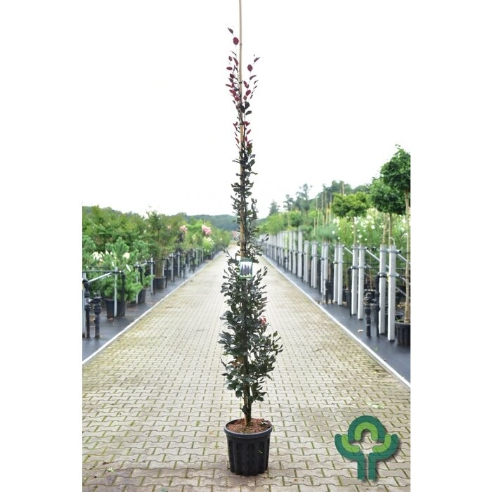 Smalopgaande rode beuk - Fagus sylvatica 'Dawyck Purple'