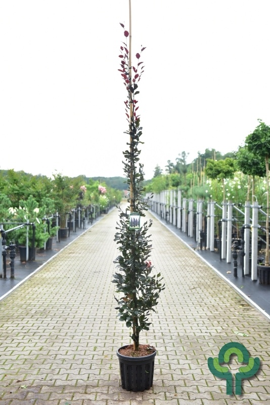 Smalopgaande rode beuk - Fagus sylvatica 'Dawyck Purple'